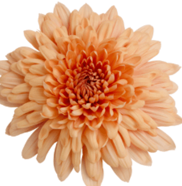Disbud Orange Kirby Orange