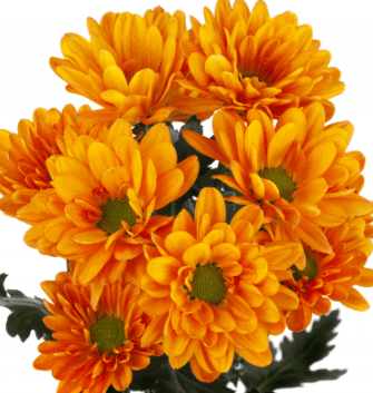 Pom Bronze Vitamin C Bronze Daisy