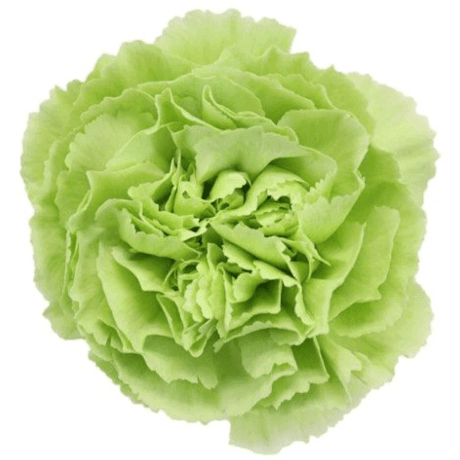 Carn Jungle Green Select