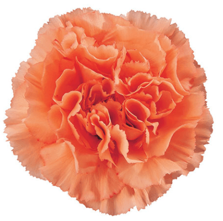 Carn Gobi Orange Fancy
