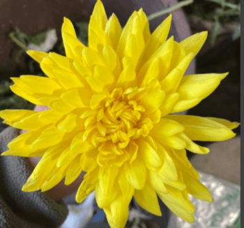 Disbud Star Yellow