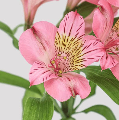 Alstroemeria Amposa Pink Select