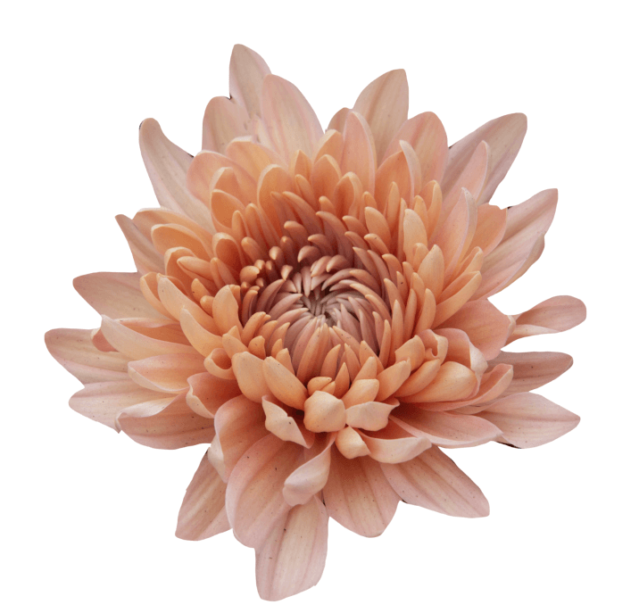 Disbud Peach Linette