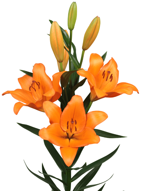 Lil Honesty Orange 3/5