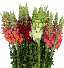 Snapdragon Fall Assorted Super Select