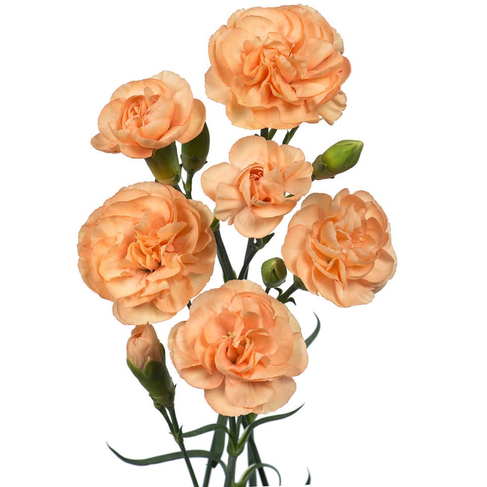 Mini Carnation Peach