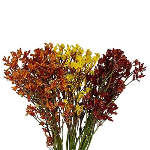 Others Kangaroo Paw Assorted