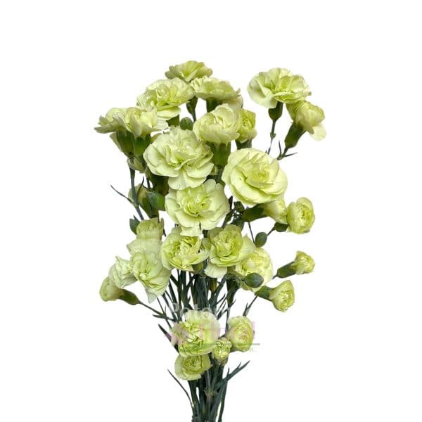 Mini Carnation Green Natural