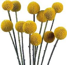 Craspedia Craspedia Yellow Select