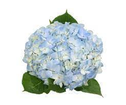 Hydrangea Blue Asst Select (15-17)