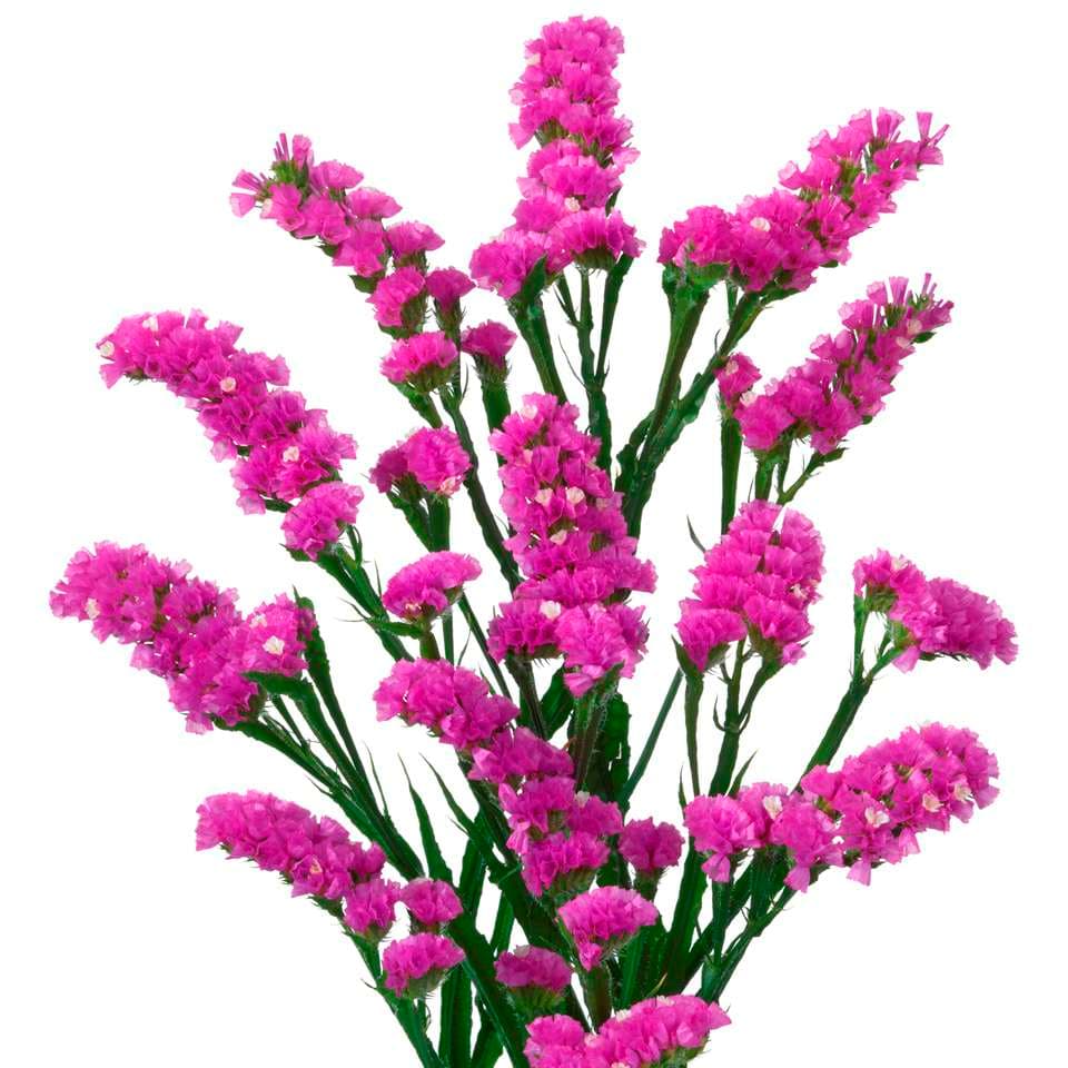 Statice Hot Pink G60