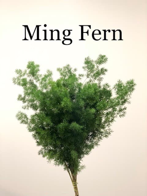 Ming Fern Green 10 BU/BX 50-55cm