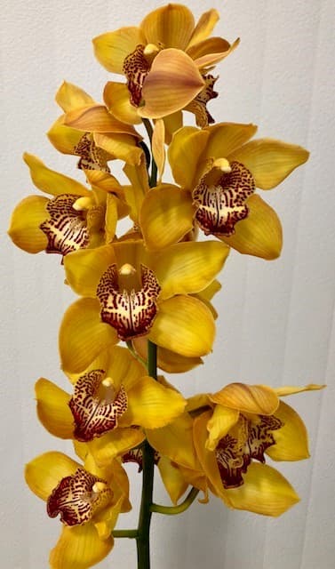 Orchid Cymbidium - 10st/bx 9-12bl Yellow 60cm