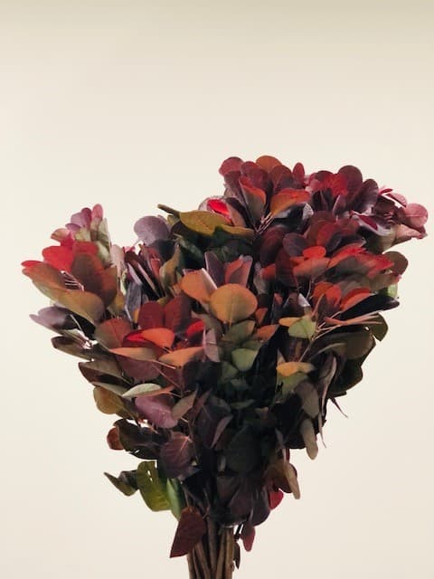 Cotinus 100st/bx Burgundy 50cm