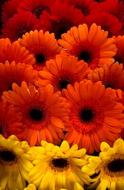 Gerbera Mini - 60st/bx Fall Mix