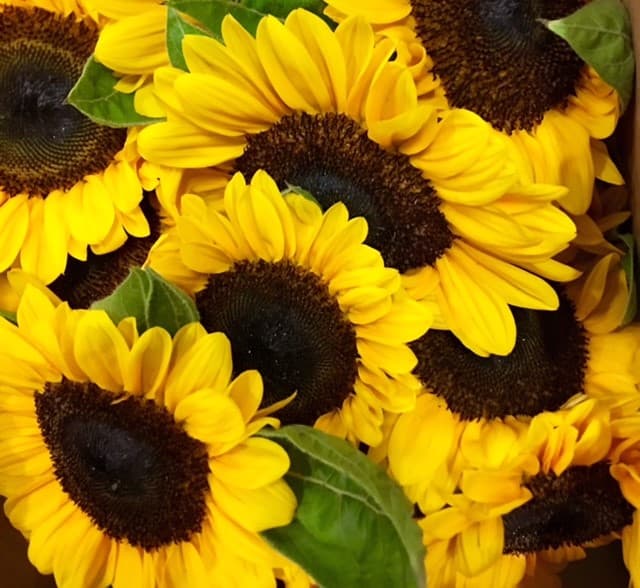 Sunflowers Select 5stm 14bu/bx Yellow 60-70cm