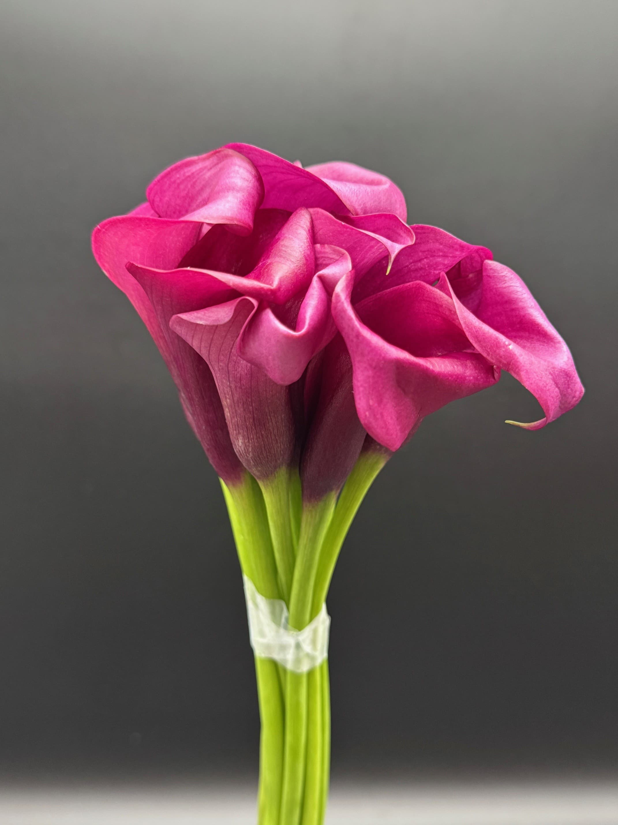 Calla Mini 80st/bx Purple 50cm