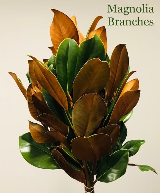 Magnolia Branches 60cm