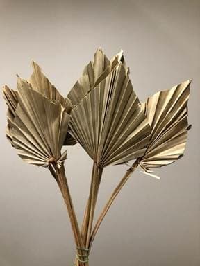 DRIED Natural SPEAR - 40BU/BX.