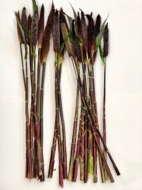 Millet Black MAJESTIC - 10BU/BX