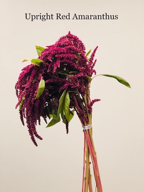 Amaranthus Upright - 10bu/bx Red
