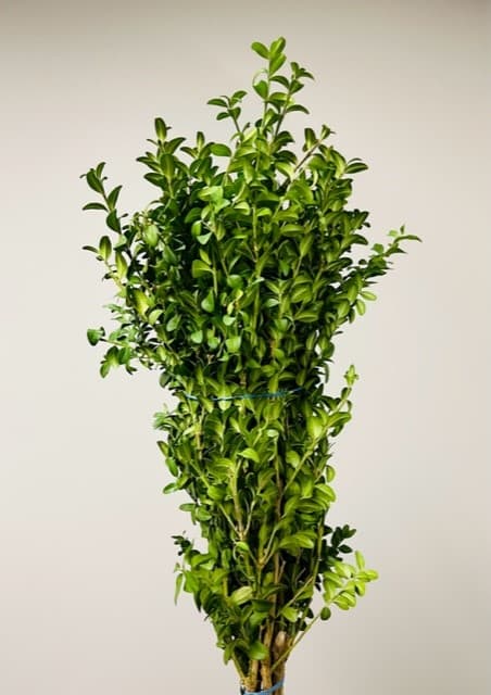 Boxwood 20bu/bx Green