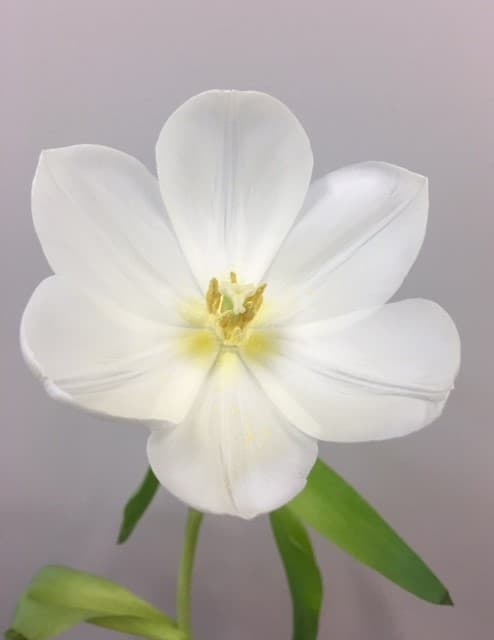Tulips 15bu/bx White 40-50cm