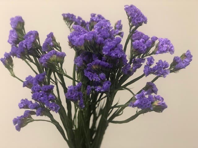 Statice 12bu/bx Purple 70cm