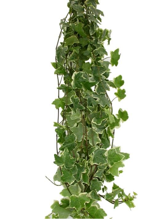 Ivy Variegated 100STM/BX