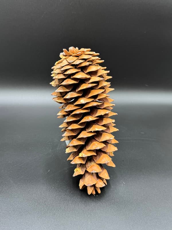 Pine Cones Sugar / 25x Medium