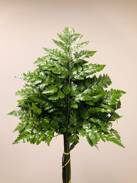 Leatherleaf 35bu/bx Imported Green 55-60cm