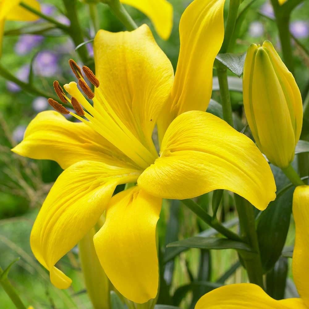 L.A. Lily Yellow 60ST/BX 3/5BL