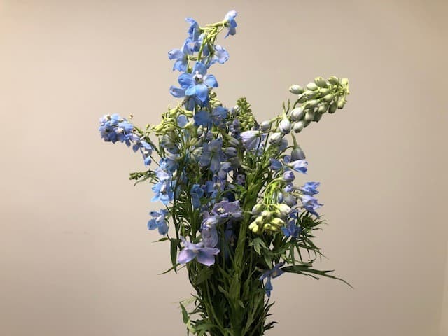 Delphinium Hyb. - 12bu/bx Light Blue 80cm