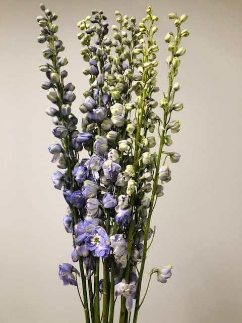 Delphinium Hyb. - 12bu/bx Pink Lavender 80cm