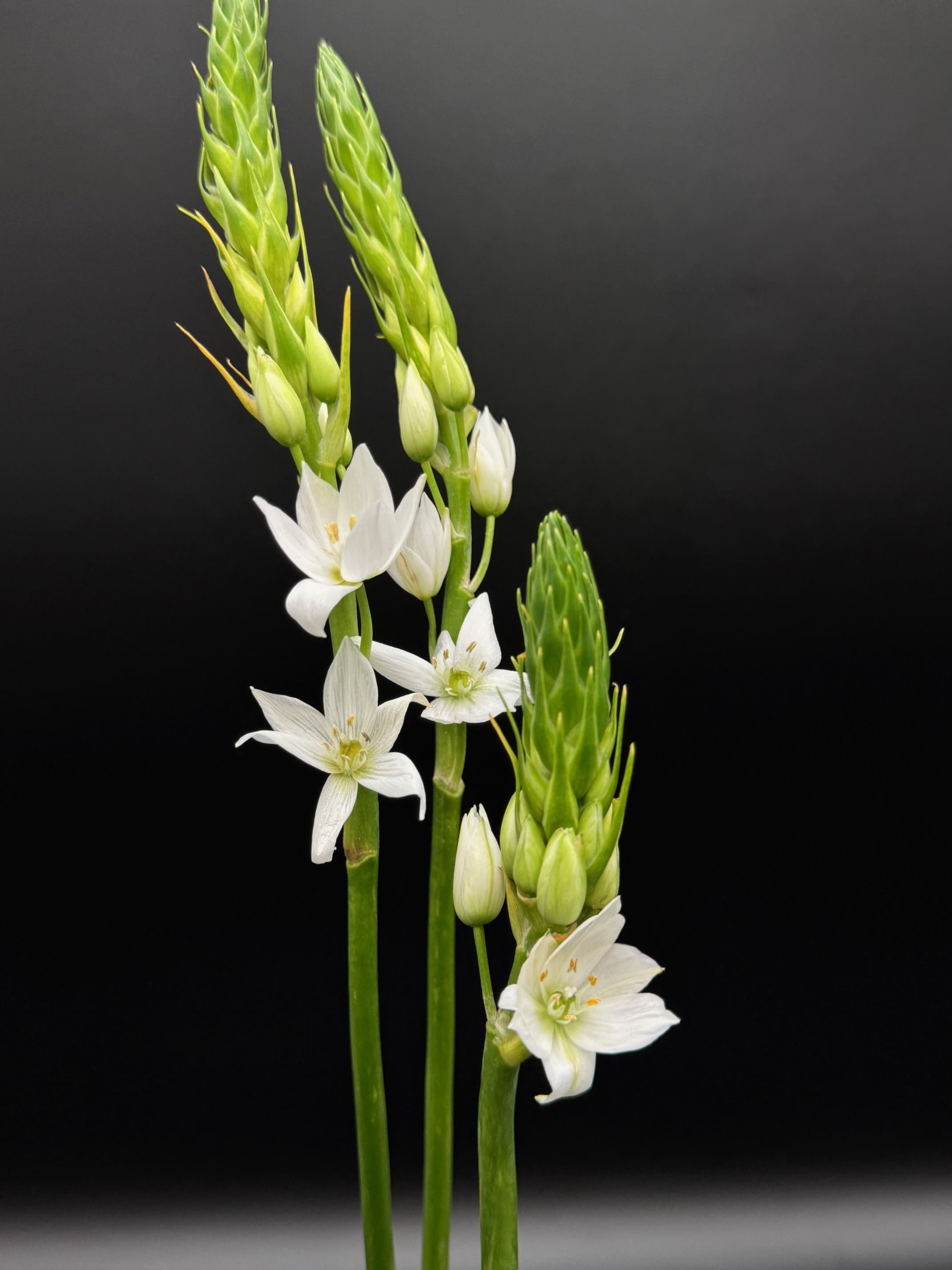 Stars Of Bethlehem 150st/bx White 60cm