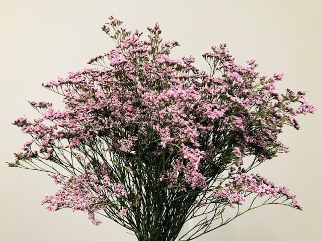 Limonium Oshi -13bu/bx Pink 60cm