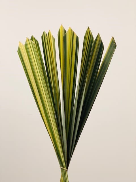 FLAX Variegated 20 BU/BX 60cm