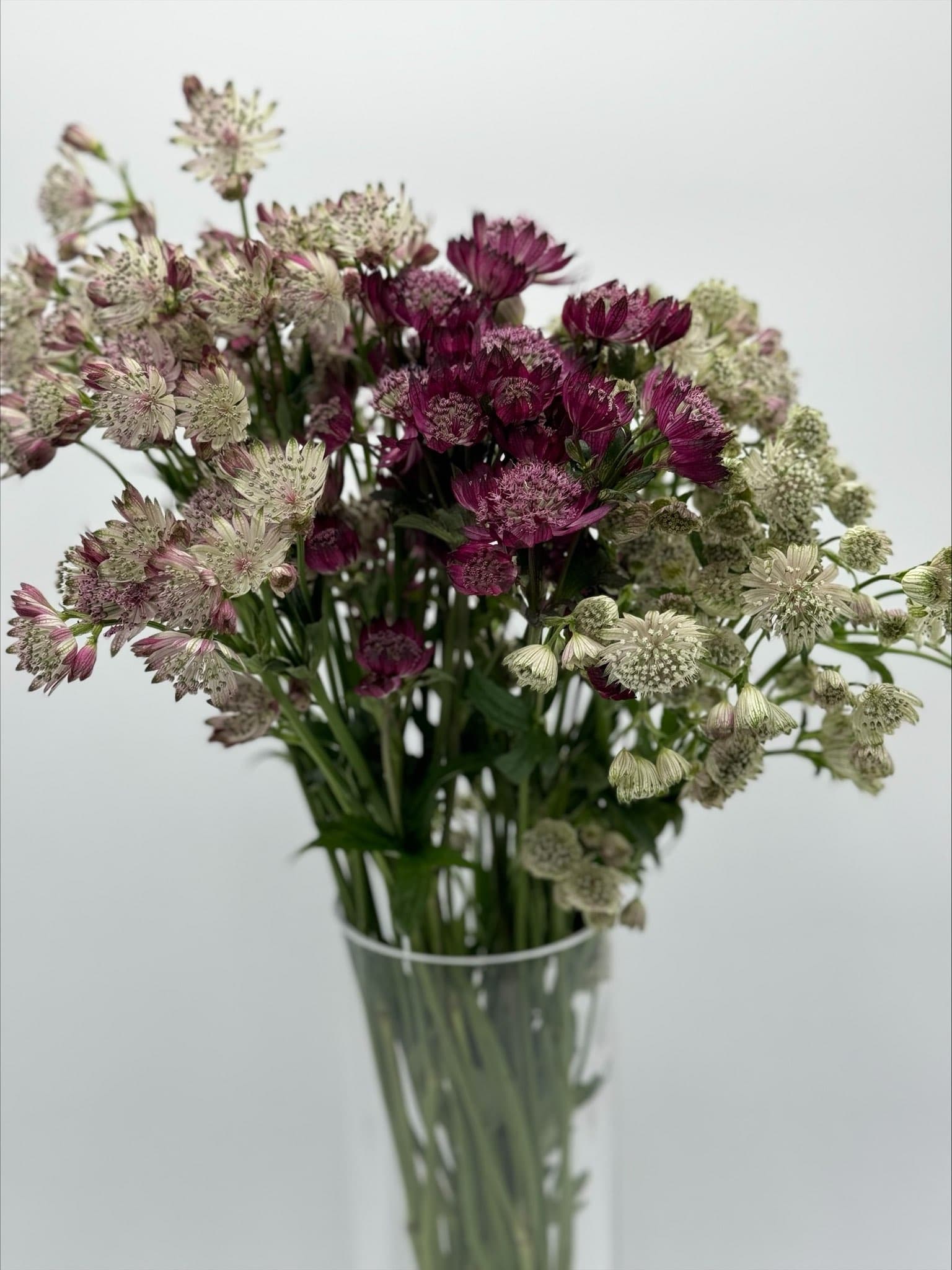 Astrantia 150st/bx Assorted 50cm