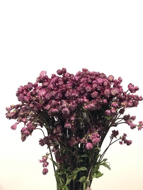 Astrantia 150st/bx Red 50cm