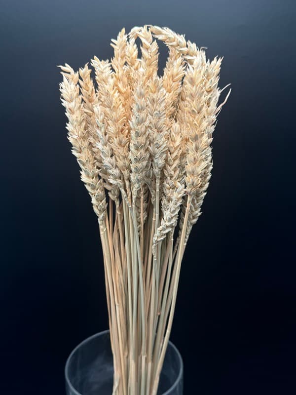 Dried Tarwe - 30bu/bx. Natural 50cm