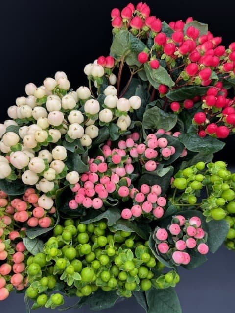 Hypericum MIX COCO - 18BU/BX 60cm