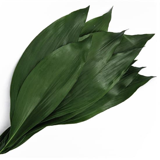 Aspidistra Green 30 BU/BX 60-70cm