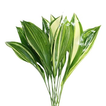 Aspidistra Variegated 15 BU/BX 40cm