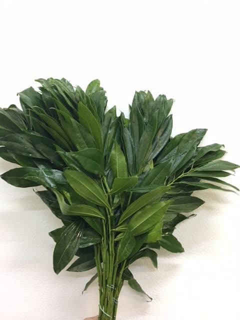 Cocculus Green 20 BU/BX 65cm