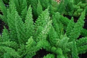 Foxtail Fern Green 15 BU/BX 40-50cm