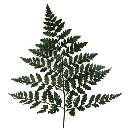 Leatherleaf Jr. Green Imported SLEEVED JR. 40 BU/BX 35cm
