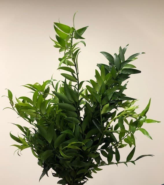 Nagi Green 15 BU/BX 55cm