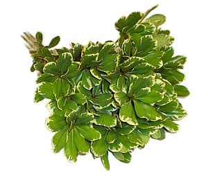Pitt. Variegated Variegated 15 BU/BX 40-50cm