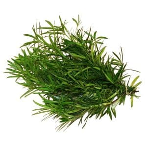 Podocarpus Green 10 BU/BX 65-70cm