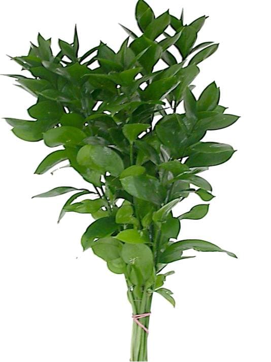 Fl. Ruscus Israeli 40 Bu/bx Green 70cm